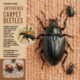 anthrenus carpet beetles