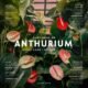 anthurium