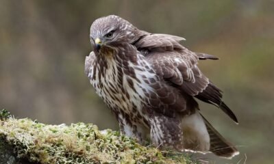 latest feedbuzzard com