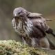 latest feedbuzzard com