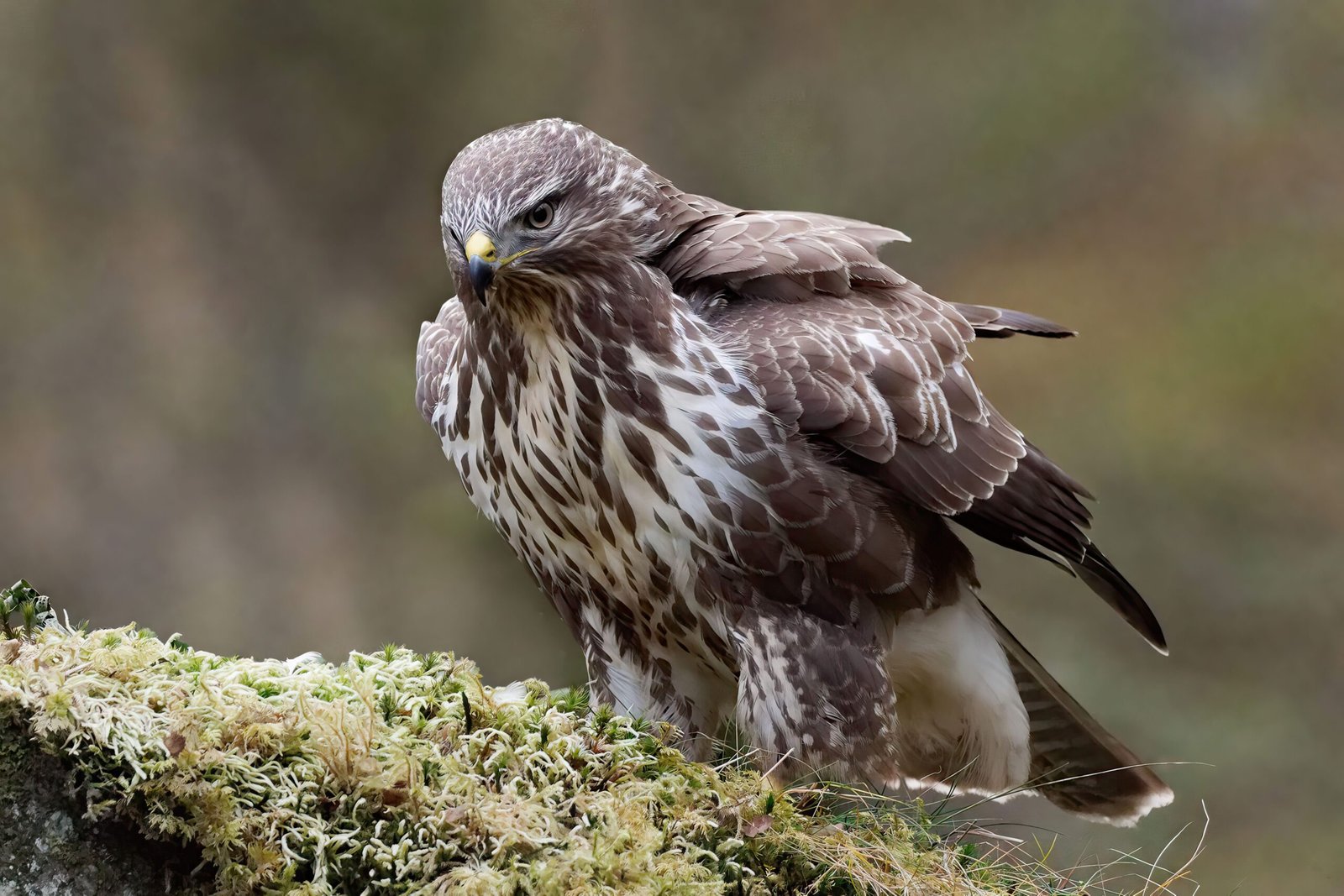 latest feedbuzzard com